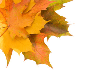 composition of autumn leaves on white background