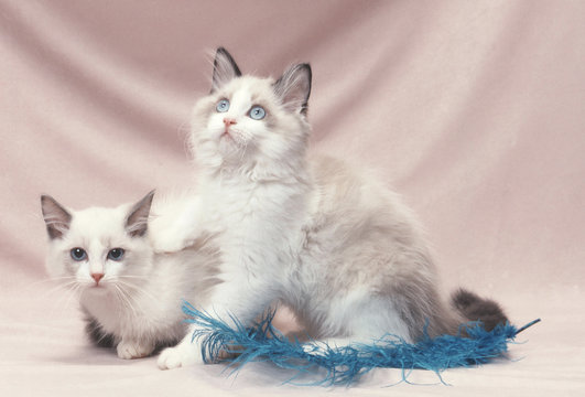 Ragdoll duo je compte sur toi mon ami