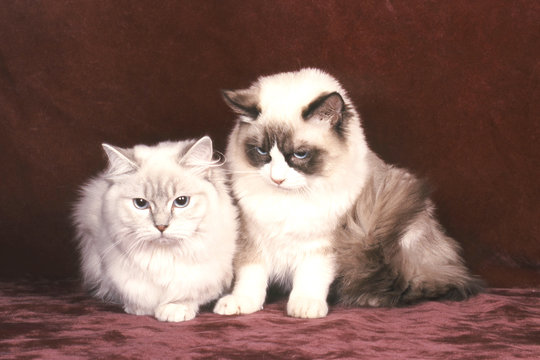 Ragdoll en duo s'ennuient