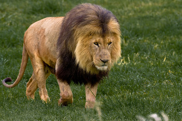 African Lion walking through the green grass