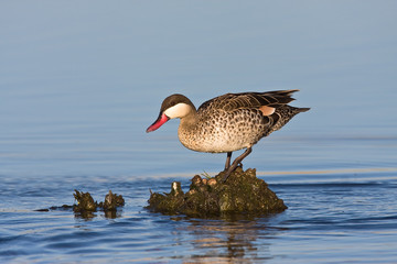 Red-billed Teal in shallow water