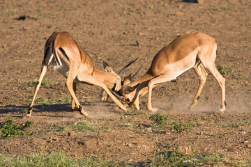 Impala rams fighting in the dusty savanna