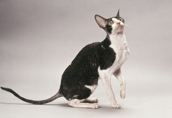 chat rex cornish noir et blanc prêt à bondir