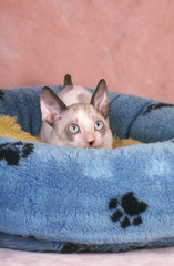 chat rex cornish au fond de son panier