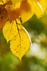Fall colors - yellow leaves