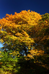 Fototapeta premium fall - leaves and trees