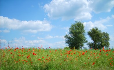 Fototapeta na wymiar Landschaft mit zwei Bäumen und roten Mohnblumen