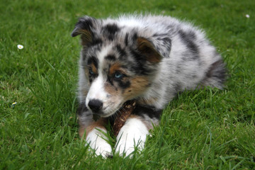 Australian Sheperd-Welpe