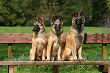trois jeunes berger belge de tervueren assis sur un banc
