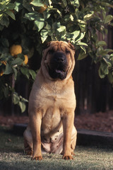 le sharpei devant un citronnier