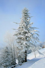 snow covered fir tree in mountains under blue sky .