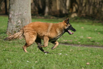 berger belge de tervueren en train de courrir