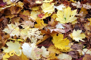 Laub. Herbst