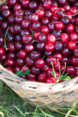 food series: basket of red ripe cherry