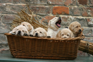 chiots labrador dans un panier en osier