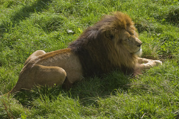 Close up of a Lion (Panthera leo)