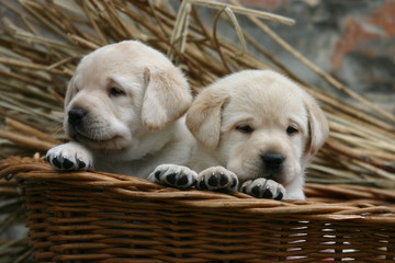 le regard attendrissant de deux chiots labrador