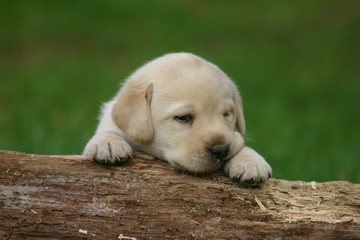 le chiot labrador qui se repose
