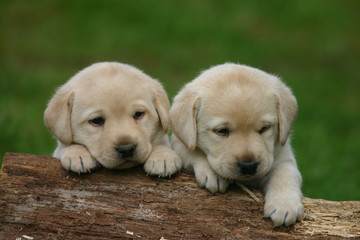 duo de chiots labrador