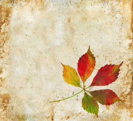 Naklejka na ściany i meble Virginia Creeper leaves in autumn on a grunge background.