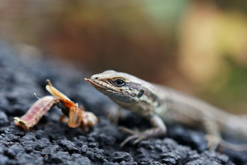 Eidechse / Lacertidae