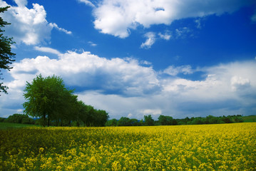 Obraz premium blühendes Rapsfeld Bäume unter blauem Himmel weiße Wolken