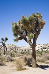 Joshua-Tree
