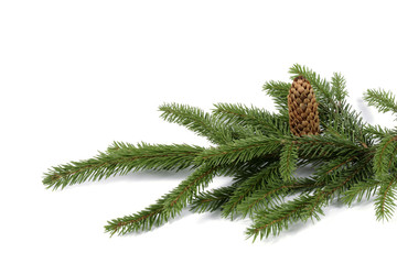 Composition from spruce twigs on the white background