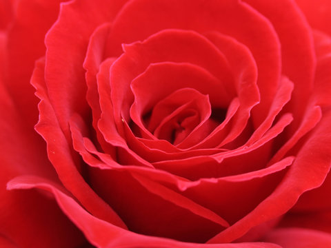 macro red rose with petals in form waves