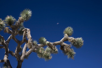Joshua-Tree