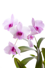 Fototapeta na wymiar Mehrere Blüten von Orchidee