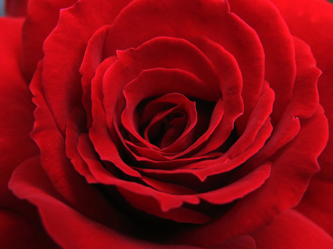 macro red rose with petals in form waves