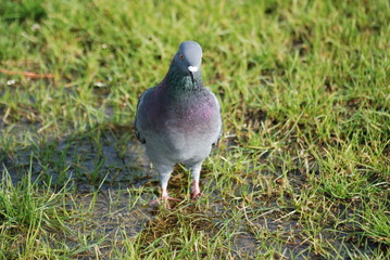 pigeon