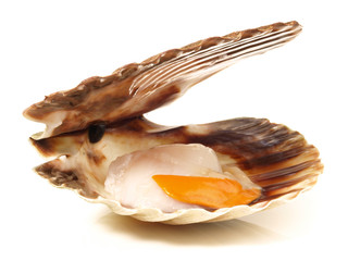 Jakobsmuschel - Muschel roh