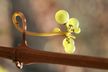 Weintrauben