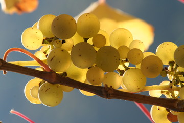 Weintrauben