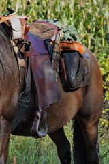 harnachement © Dominique VERNIER