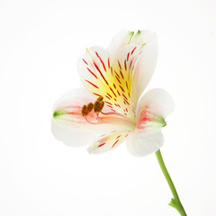 Fototapeta na wymiar Day lilie flower and stalk side view
