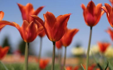 Red Tulips