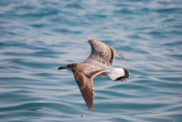 ailes et liberte