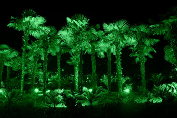 Palm trees illuminated with green light at night