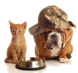 english bulldog and orange  kitten sitting at food dish