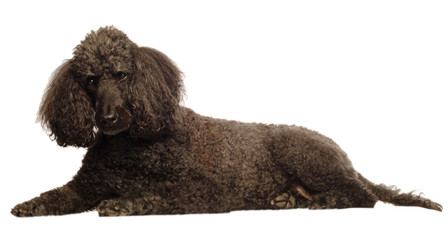 black senior standard poodle lying down