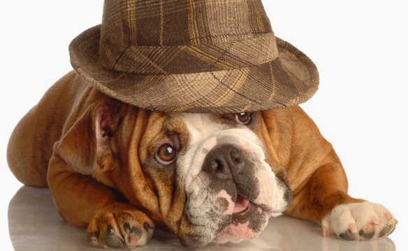 english bulldog wearing plaid fedora