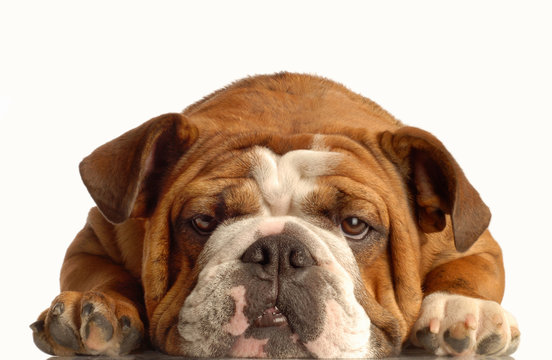 English Bulldog Face Images – Browse 59,436 Stock Photos, Vectors, and  Video | Adobe Stock