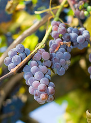 Close-up of a bunch of grapes on grapevine in vineyard