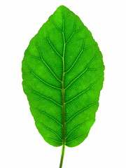 Obraz premium Green Leaf