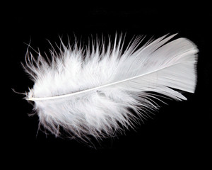 white feather