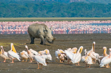 rhino in lake nakuru national park, kenya - obrazy, fototapety, plakaty