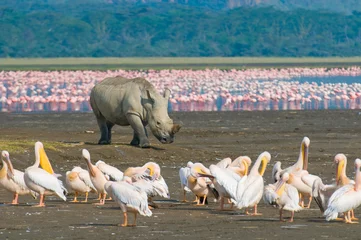 Poster rhino in lake nakuru national park, kenya © javarman